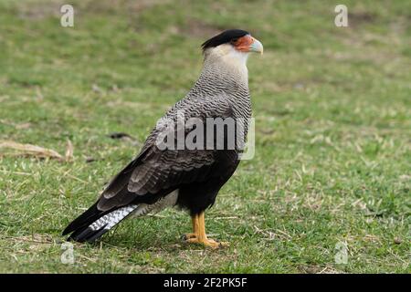 Die Caracara-Karakara, Caracara plancus, auch bekannt als Caracara-Karakara oder Carancho, ist ein Greifvogel in der Familie der Falconidae und ist Th Stockfoto