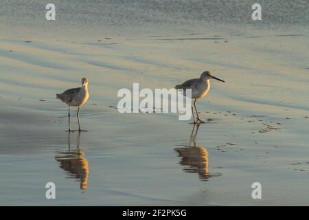 Willets, Tringa semipalmata, am Strand bei Sonnenuntergang in Mazatlan, Mexiko. Stockfoto