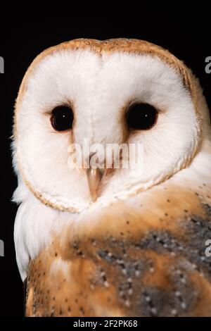 Die Gemeine Scheune Eule, Tyto alba, ist die am weitesten verbreitete Eule der Welt. Fotografiert in England. Stockfoto