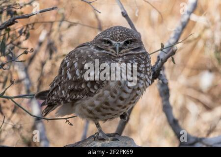 Eine Burwing Owl, Athene cunicularia, iis eine kleine, neotropische Eule, die in unterirdischen Höhlen lebt. Stockfoto
