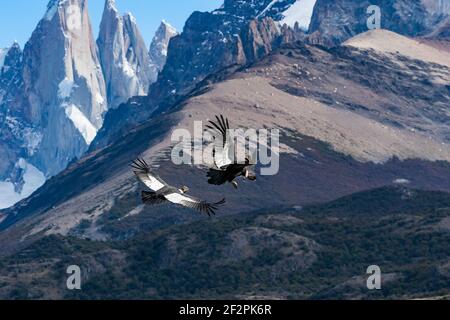 Zwei männliche Andenkondore, Vultur gryphus, schweben über dem Los Glaciares Nationalpark in der Nähe von El Chalten, Argentinien. Ein UNESCO-Weltkulturerbe in der Pat Stockfoto