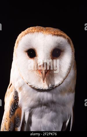 Die Gemeine Scheune Eule, Tyto alba, ist die am weitesten verbreitete Eule der Welt. Fotografiert in England. Stockfoto