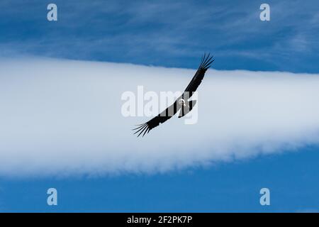 Ein Andenkondor, Vultur gryphus, der über den Los Glaciares Nationalpark in der Nähe von El Chalten, Argentinien, ragt. Ein UNESCO-Weltkulturerbe in Patago Stockfoto