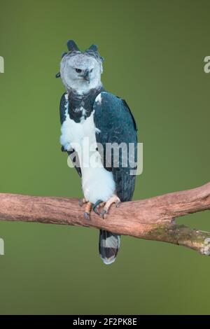 Der Harpy Eagle, Harpia harpyja, ist der größte und mächtigste Greifvogel Amerikas. Stockfoto