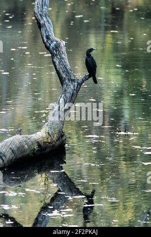 Der kleine Schwarze Kormoran, Phalacrocorax sulcirostris, ist in Australien und Nordneuseeland an kleinen Flüssen und Seen verbreitet. Stockfoto