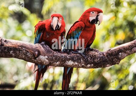 Zwei Rot-und-Grün-Aras, Ara chloropterus, auch bekannt als Grünflügelara, im Vogelpark Jurong in Singapur. Stockfoto