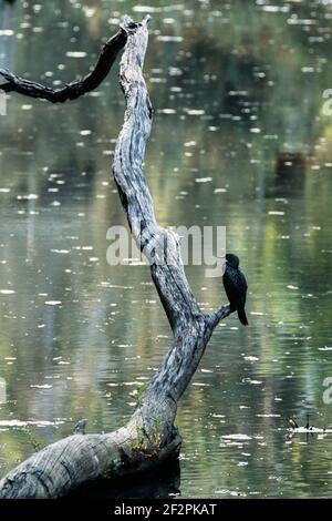 Der kleine Schwarze Kormoran, Phalacrocorax sulcirostris, ist in Australien und Nordneuseeland an kleinen Flüssen und Seen verbreitet. Stockfoto