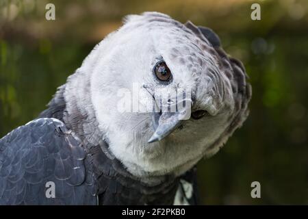 Der Harpy Eagle, Harpia harpyja, ist der größte und mächtigste Greifvogel Amerikas. Stockfoto