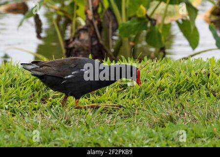 Eine hawaiianische Gallinule, Gallinula galeata sandvicensis, die im Gras durch ein überflutetes Tarofeld auf Kauai, Hawaii, sammelt. Es ist eine gefährdete Art in Stockfoto