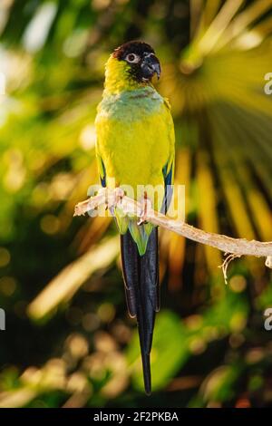 Nanday Conure oder Nanday Sittich, Aratinga nenday, ist in der Pantanal-Region Südamerikas heimisch. Stockfoto