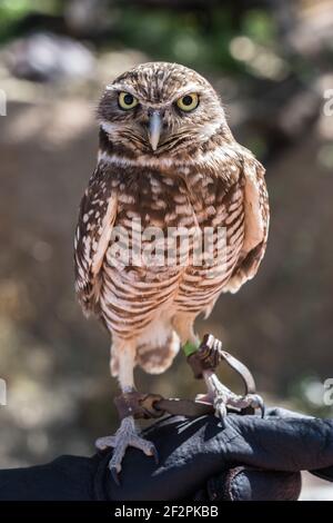 Eine erhabene Eule, Athene cunicularia, im Arizona-Sonoran Desert Museum. Sie leben in unterirdischen Höhlen und sind tagsüber aktiv, aber immer noch hu Stockfoto