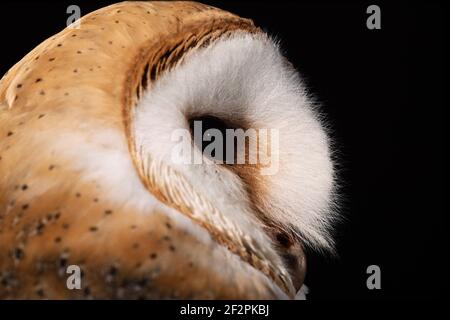 Die Gemeine Scheune Eule, Tyto alba, ist die am weitesten verbreitete Eule der Welt. Fotografiert in England. Stockfoto