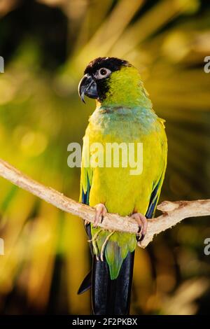 Nanday Conure oder Nanday Sittich, Aratinga nenday, ist in der Pantanal-Region Südamerikas heimisch. Stockfoto