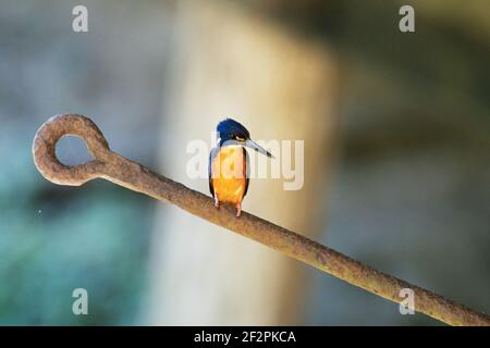 Der Azure Kingfisher, Ceyx azureus, ist ein kleiner Eisvogel, der in Australien, Tasmanien und Neuguinea beheimatet ist. Stockfoto