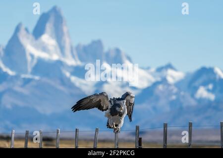 Der Schwarzkäfer, Geranoaetus melanoleucus, ist ein großer adlerähnlicher Falke, der in den Anden Südamerikas gefunden wird. Fotografiert hier gerade aus Stockfoto