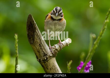 Der Costa-ricanische Rufous-Halsbandvogel oder Andensparrow - Zonotrichia capensis costaricensis, ist ein kleiner Singvogel, der von Mexiko durch Zentralan gefunden wird Stockfoto