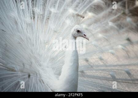 Der weiße Pfau ist eine genetische Variante des Blauen Pfauens, Pavo cristatus, hier im Jurong Bird Park in Singapur zu sehen. Stockfoto