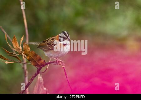 Der Costa-ricanische Rufous-Halsbandvogel oder Andensparrow - Zonotrichia capensis costaricensis, ist ein kleiner Singvogel, der von Mexiko durch Zentralan gefunden wird Stockfoto