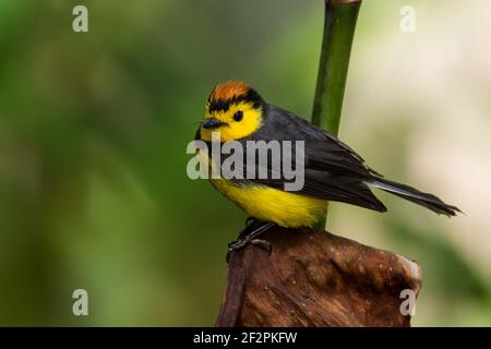 Der Halsstarter, Myioborus mimiatus, ist ein kleiner, farbenfroher Vogel, der im Hochland von Costa Rica und im Westen von Panama gefunden wird. Es ist auch bekannt als der Col Stockfoto