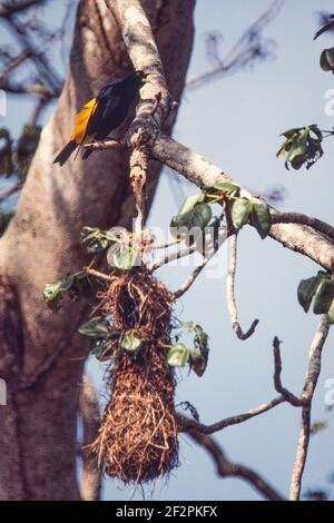 Ein gelber Cacique, Cacicus cela, der durch sein gewobenes Hängenest in einem Baum im Regenwald von Panama ruft. Stockfoto