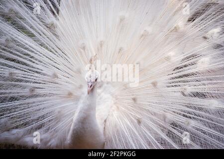 Der weiße Pfau ist eine genetische Variante des Blauen Pfauens, Pavo cristatus, hier im Jurong Bird Park in Singapur zu sehen. Stockfoto