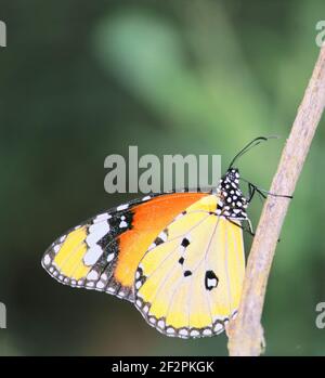 Ein männlicher einfacher Tiger oder eine afrikanische Königin oder ein afrikanischer Monarchschmetterling (danaus chrysippus), der auf einem Ast in einem Regenwald in indien sitzt Stockfoto