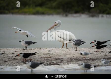 Ein amerikanischer weißer Pelikan, Pelecanus erythrorhynchos, schwarze Skimmer, Rynchops niger, lachende Möwen, Leucophaeus atricilla und andere Seeschwalben am Ri Stockfoto