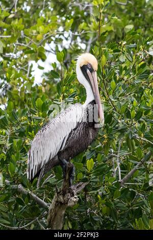 Ein brauner Pelikan, Pelecanus occidentalis, thront in einem Mangrovenbaum im Biosphärenreservat Ria Lagartos, einem UNESCO-Weltbiosphärenreservat in Yucatan Stockfoto