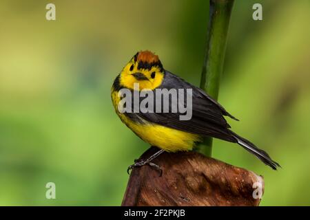 Der Halsstarter, Myioborus mimiatus, ist ein kleiner, farbenfroher Vogel, der im Hochland von Costa Rica und im Westen von Panama gefunden wird. Es ist auch bekannt als der Col Stockfoto