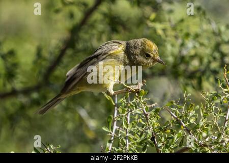 Ein orangekroniger Waldsänger, der in einem Graudornstrauch in einer Voliere des Arizona Sonoran Desert Museum nach Beeren pfuft. Stockfoto