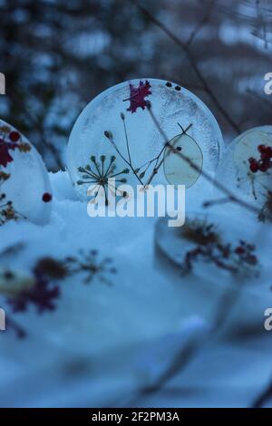 DIY Winter Projekt gefrorene Baum Anhänger mit Beeren und Blättern Stockfoto