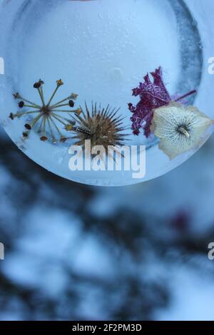 DIY Winter Projekt gefrorene Baum Anhänger mit Beeren und Blättern Stockfoto