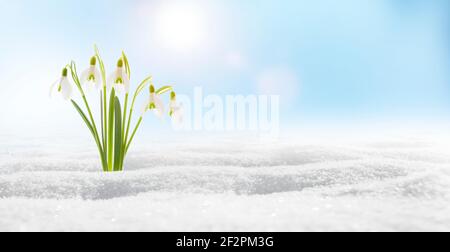 Schneeglöckchen im Schnee gegen einen blauen Himmel Stockfoto