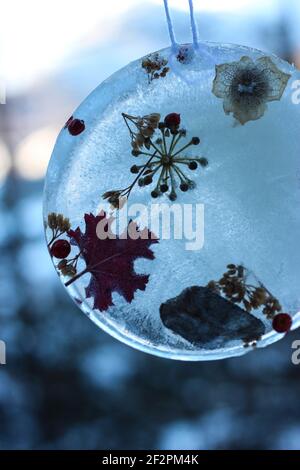 DIY Winter Projekt gefrorene Baum Anhänger mit Beeren und Blättern Stockfoto