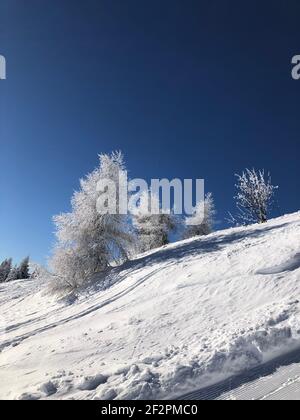 Skigebiet Bergeralm, eisige Bäume, schneebedeckte Bäume, Winterlandschaft, Winterpanorama, Natur, Skipiste, Wipptal, Brennerpass, Innsbruck, Steinach am Brenner, Tirol, Österreich Stockfoto