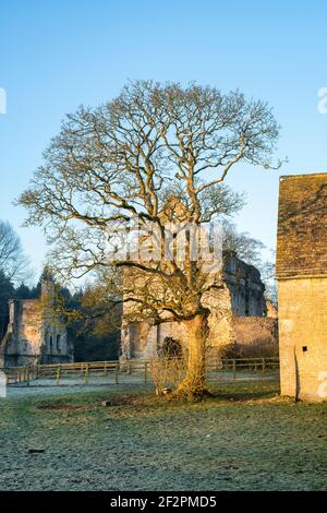 Sonnenaufgangslicht auf einem Winterbaum vor der Minster Lovell Hall im Frost. Minster Lovell, Oxfordshire, England Stockfoto