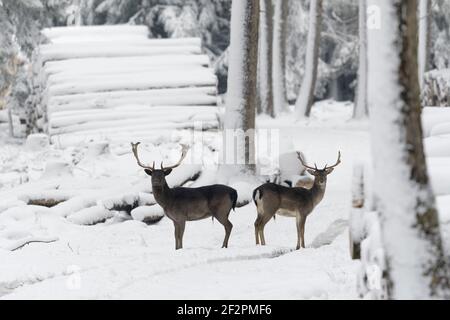 Damwild im Winter auf einem Waldweg, Spessart, Bayern, Deutschland Stockfoto