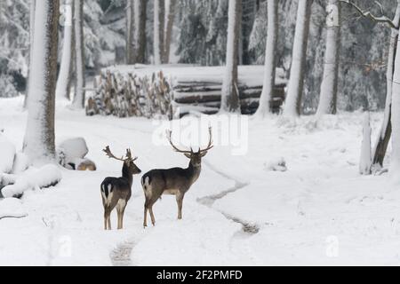 Damwild im Winter auf einem Waldweg, Spessart, Bayern, Deutschland Stockfoto