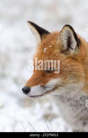 Fuchs, Januar, Hessen, Deutschland Stockfoto