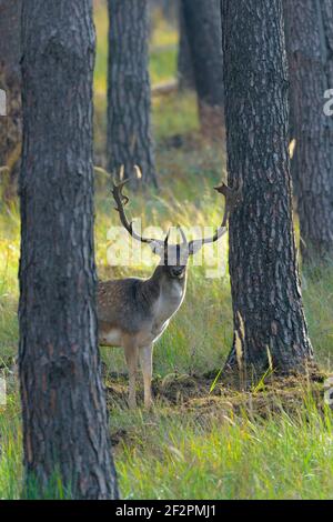 Damwild im Kiefernwald, Oktober, Hessen, Deutschland Stockfoto