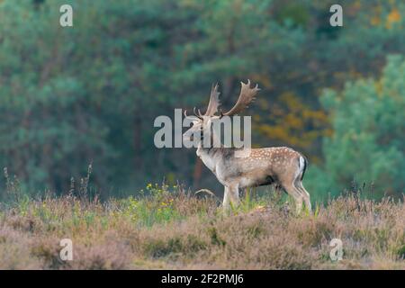Damwild auf einer Heide während der Brunftzeit, Oktober, Hessen, Deutschland Stockfoto