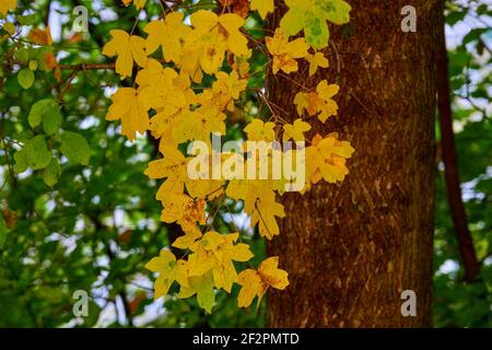 Ende des Sommers und Anfang des Herbstes im Laub Wald Stockfoto