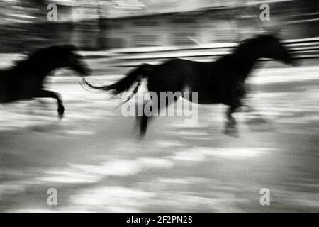 Deutschland, Bayern, Großweil, zwei Pferde im winterlichen Paddock Stockfoto