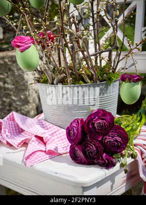 Ein gebundener Strauß aus purpurem Ranunculus vor einem Osterarrangement, in einem Zinkblumentopf auf einem weißen Holzstuhl im Freien aus blühenden Obstzweigen, an dem er ausgeblasen und mit minzgrünen Ostereiern, teilweise mit Ranunculus-Blüten gefüllt, hängend Stockfoto