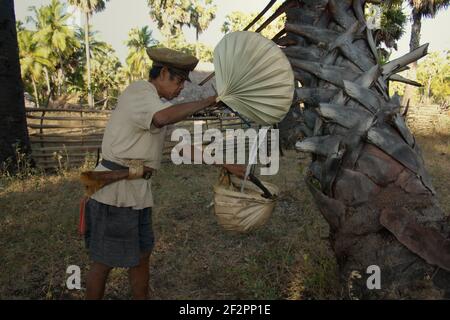 Andreas Mooy gießt palmsaft in eine Schale aus lontarpalmenblättern in Oehandi Dorf, Rote Insel, Ost Nusa Tenggara, Indonesien. Die Saps werden später gekocht, um Palmzucker zu machen, eine alternative Einkommensquelle für die auf der Insel lebenden Gemeinden. Stockfoto