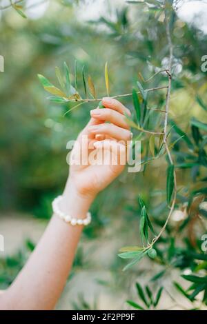 Die anmutige Hand einer Frau in einem Perlenarmband Berührt die dünnen jungen Zweige eines Olivenbaums Stockfoto