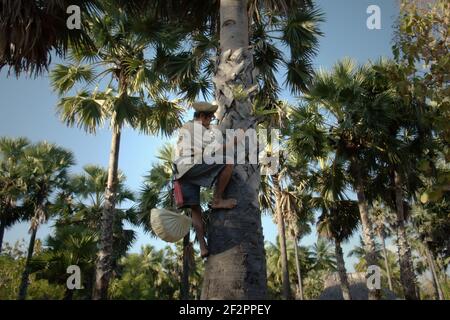 Andreas Mooy klettert auf eine Lontar-Palme, um ihren saft zu nehmen, der später in Oehandi Village, Rote Insel, Indonesien, als Palmzucker verarbeitet wird. Palmzucker ist eine alternative Einkommensquelle für Dorfbewohner, die auf der Insel leben. Stockfoto