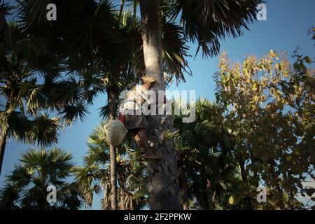 Andreas Mooy klettert auf eine Lontar-Palme, um ihren saft zu nehmen, der später in Oehandi Village, Rote Insel, Indonesien, als Palmzucker verarbeitet wird. Palmzucker ist eine alternative Einkommensquelle für Dorfbewohner, die auf der Insel leben. Stockfoto