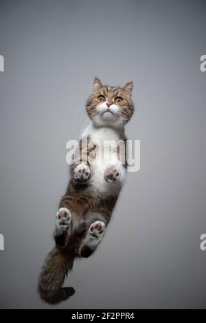 Bodenansicht der tabby weißen britischen Kurzhaarkatze, die auf steht Durchsichtiger Glastisch, der neugierig mit Kopierraum aussieht Stockfoto