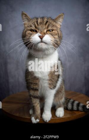 Tabby weiße britische Kurzhaarkatze auf Holztisch sitzend Bei der Kamera misstrauisch Stockfoto